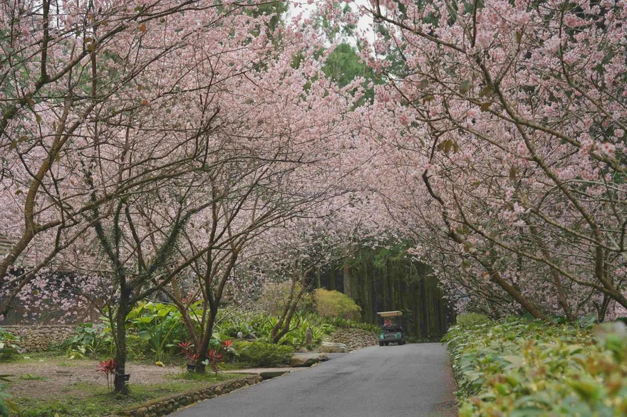 賞櫻不用跑日本！日月潭櫻花季來了　還有夜櫻可以看