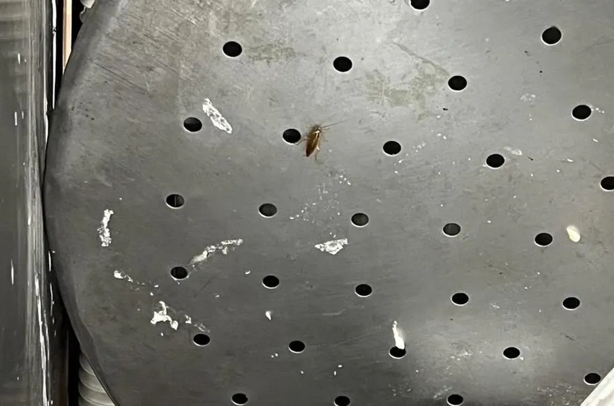 知名港式飲茶「驚見蟑螂屍」　衛生局到場又嚇：有活的在爬