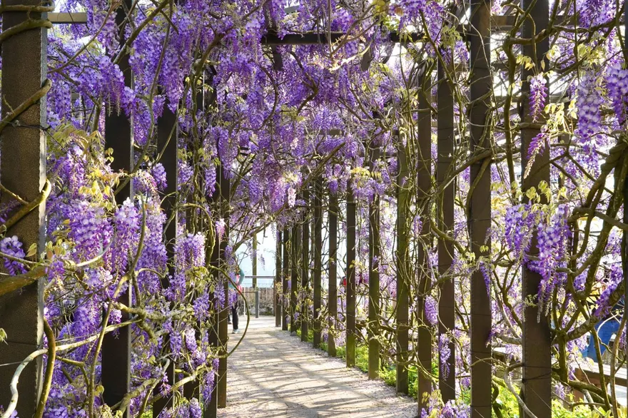 山城秘境！嘉義瑞里探瀑布賞紫藤花　打造療癒之旅