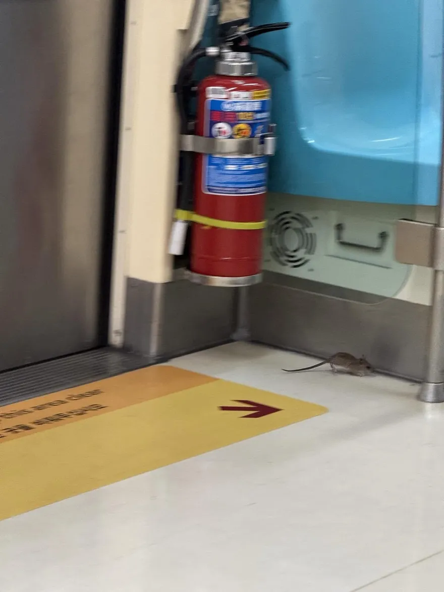 捷運車廂遭老鼠入侵！北捷：被旅客帶上車「非內部孳生」