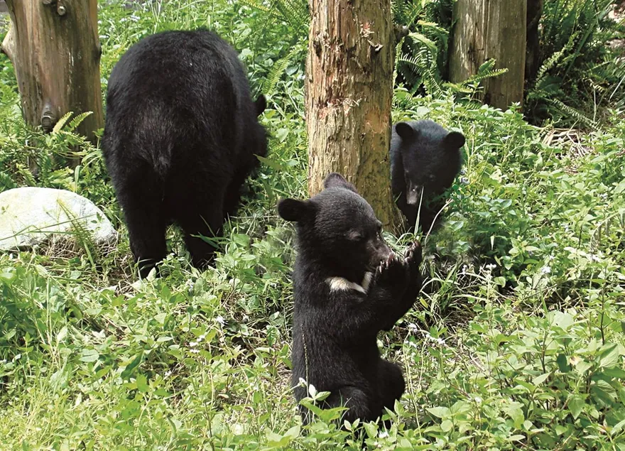 國家公園署30年耕耘　為臺灣黑熊建構「人熊共榮」永續願景