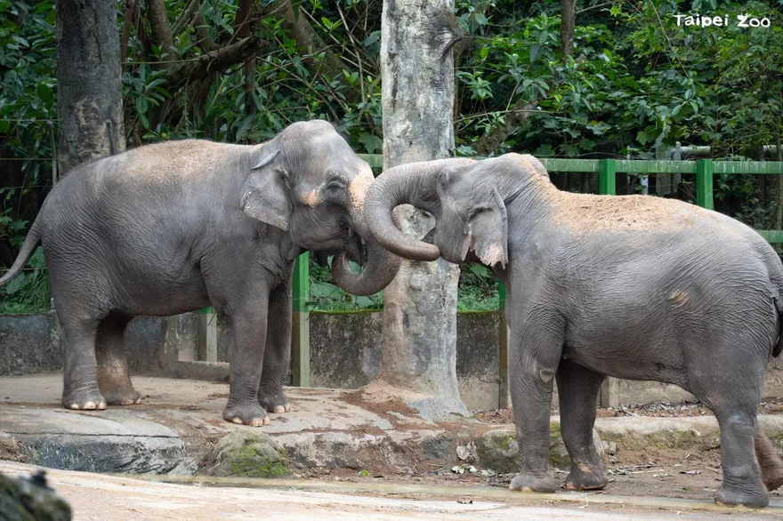 台北動物園熱帶雨林區大翻修！　亞洲象將與非洲象當鄰居
