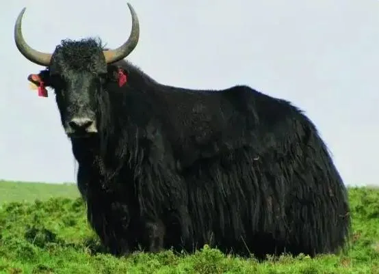 青海省立牛場徵才要「獨立抓捕野犛牛」？官方澄清：近年已停招