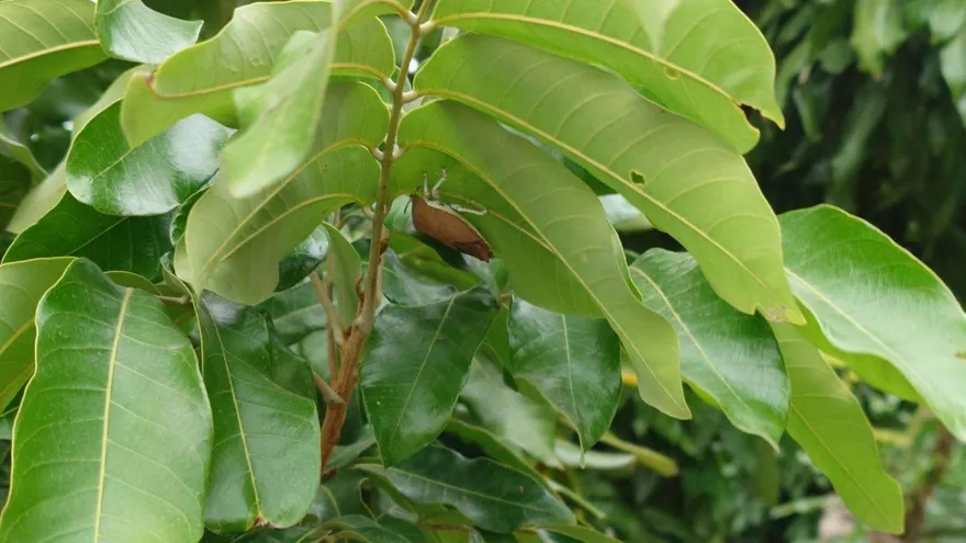 荔枝椿象大軍即將甦醒！雲林縣府提醒農藥防治到3/20