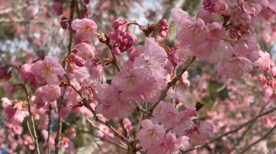 影/粉紅大噴發！武陵農場櫻花季2/13登場　福壽山梅香滿園
