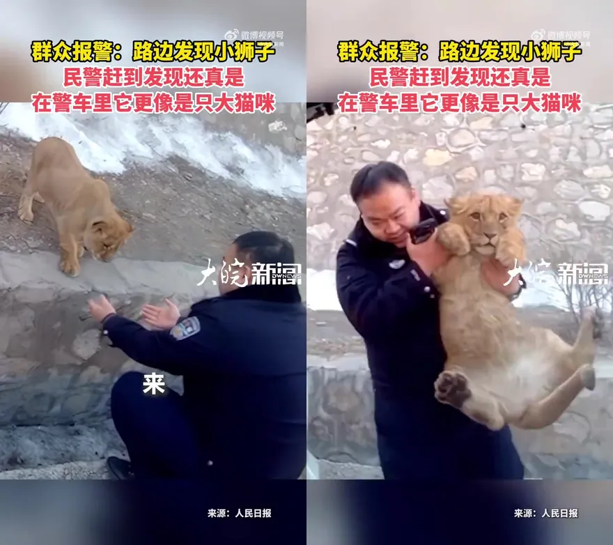 影/「年獸」出逃？陸高速路上驚現小獅子　動物園運輸途中「越獄」