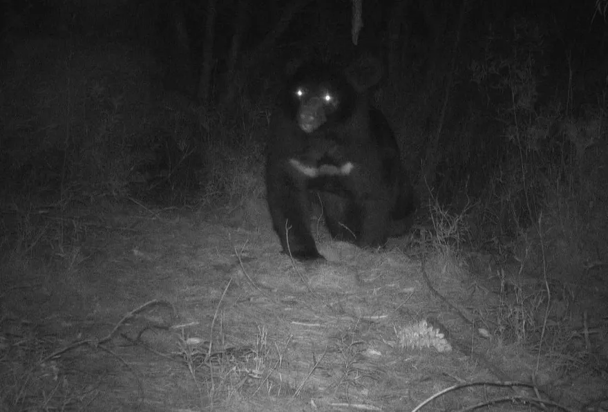 春節登山提高警覺！　九九山莊、霞喀羅現黑熊蹤跡