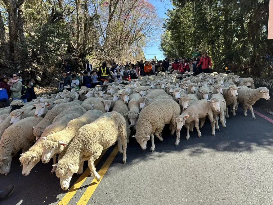 影/馬年幸福「羊」溢！清境農場奔羊節開跑　白馬率百羊山頭狂奔