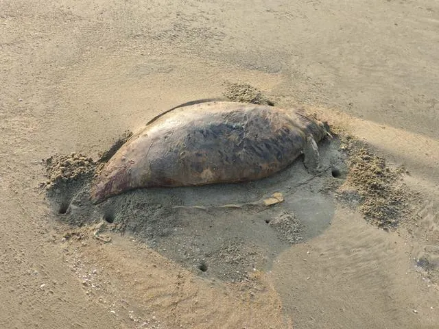 美人魚驚現海灘？廣東發現疑儒艮屍體衝熱搜…專家鑑定後打臉