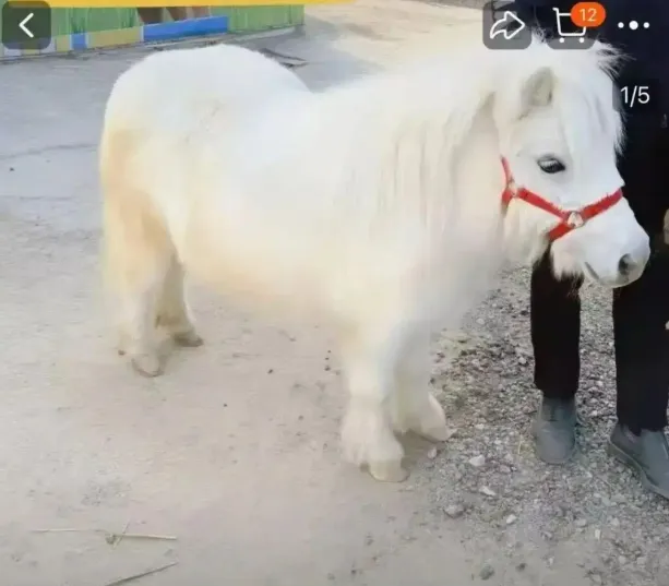 馬年應景「迷你馬」在陸暴紅　網見售價想買…飼主曝隱性開銷勸退