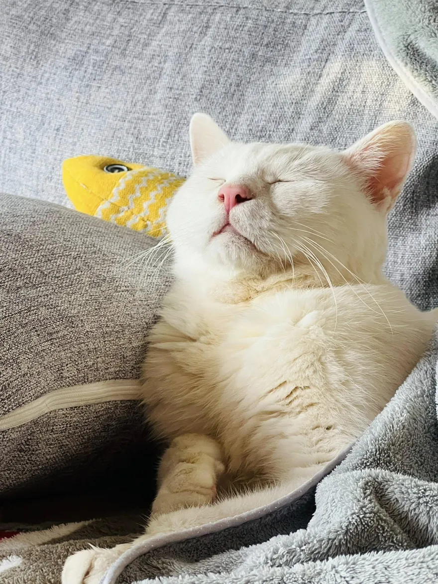 網紅貓咪「白吉」離世　母悲慟證實：我們好想你