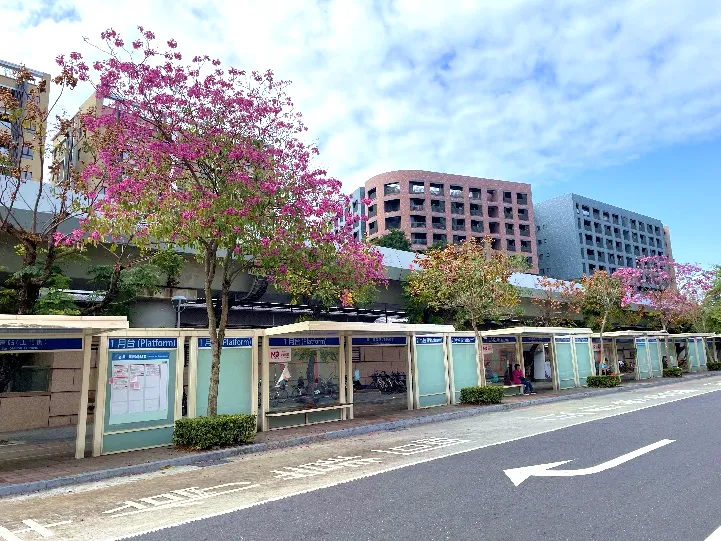 春遊圓山賞粉紅花海　玉門街洋紅風鈴木盛開中