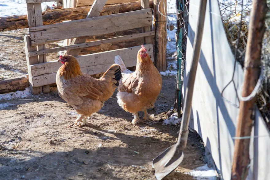 宰殺家禽後高燒不退！陸男感染鸚鵡熱　家人及時披露接觸史救命