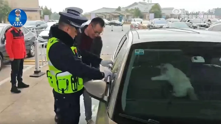 影/過年回家臨停被貓反鎖車外　陸男急到滿頭汗…結局神反轉