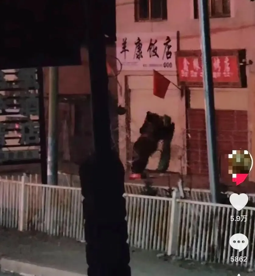 除夕夜西藏2黑熊上門「拜年」覓食　餐館老闆驚：刷抖音才知道