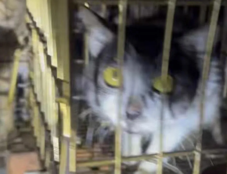 怒！新竹屁孩炮炸貓仔笑喊「恭喜發財」　動保所即刻救援