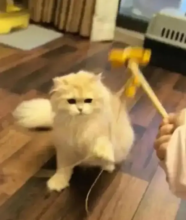 春節返鄉潮催生寵物商機！陸寵物照護需求暴增　業者單月進帳73萬