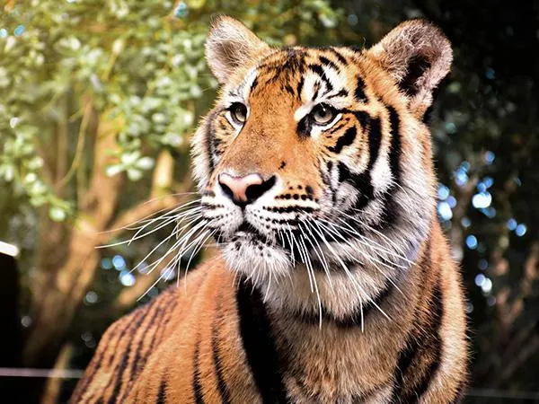 12天暴斃72隻！泰國清邁2虎園爆犬瘟熱　官方：非人畜共通