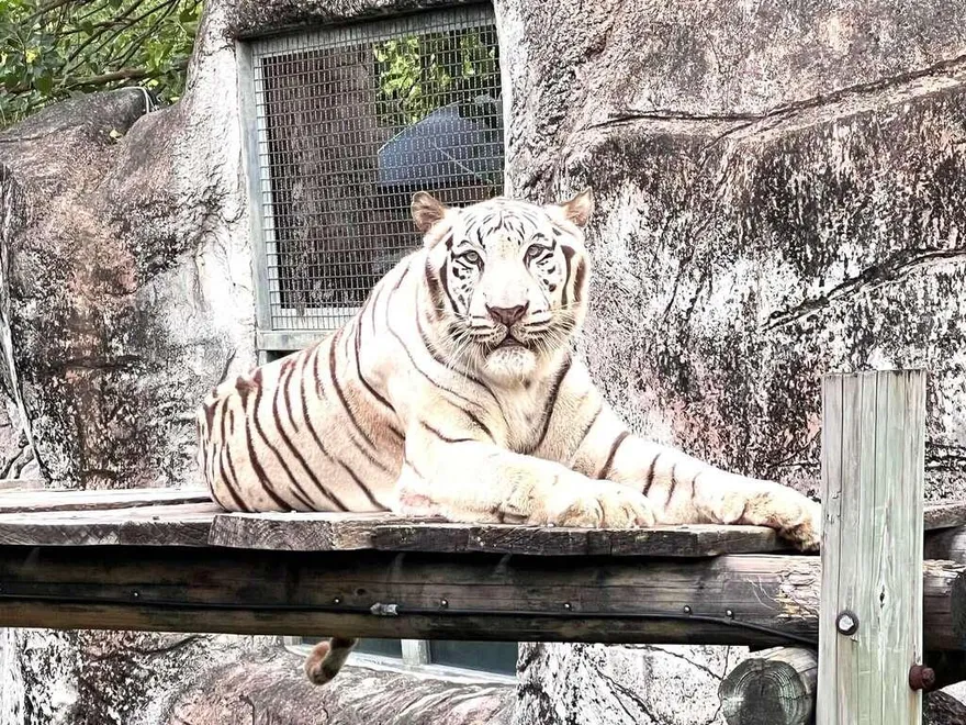 壽山動物園明星白老虎「昭海」高齡19歲離世　相當人類90歲