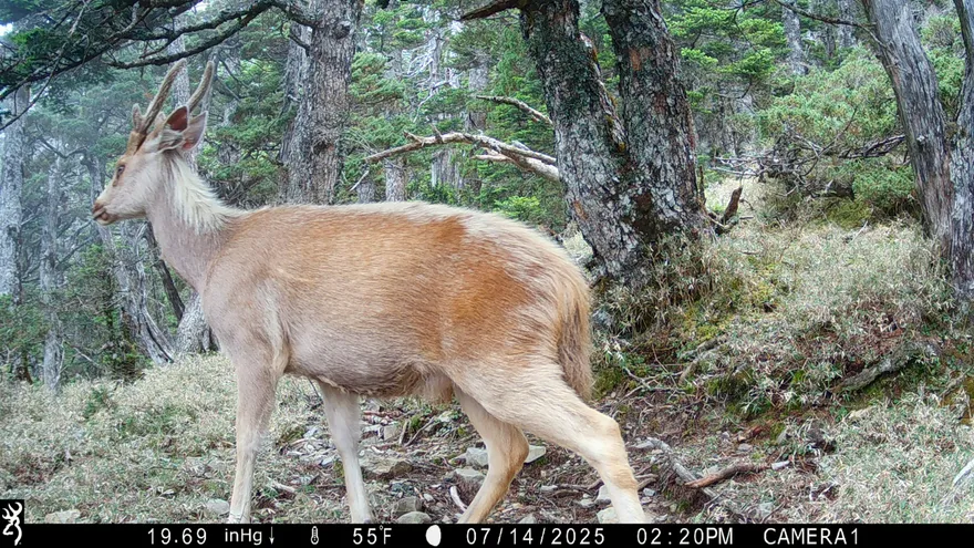 美到令人屏息！玉山拍到珍貴「聖鹿」　夢幻畫面曝光