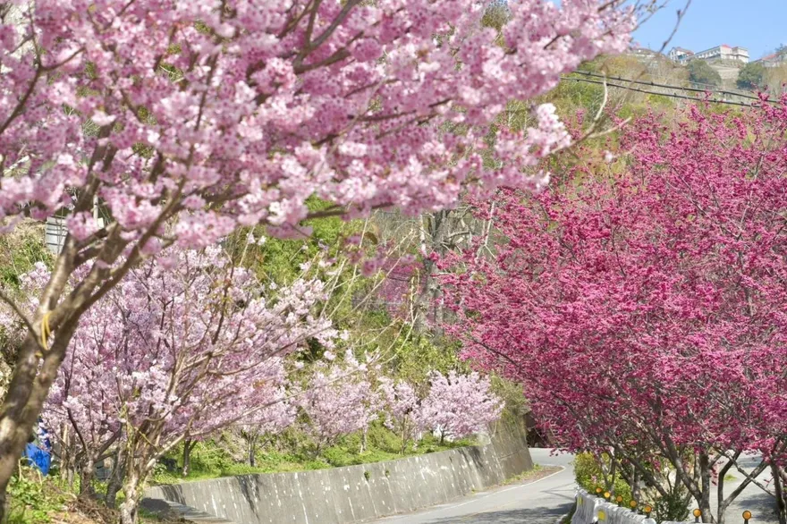 台7線北橫櫻花盛開中　2/25起交管、熱點限單向通行