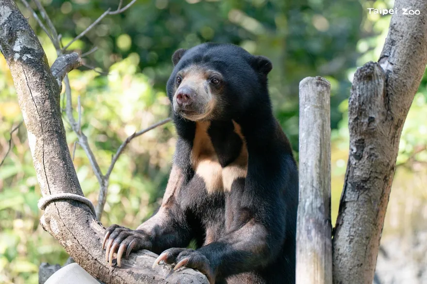 擔任保育大使！　台北動物園人氣「馬來熊姊弟」將赴日本札幌