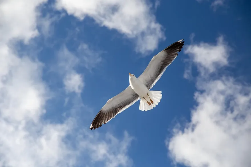 影/海鷗衰遭足球擊落昏迷　土耳其暖心球員CPR救回小命