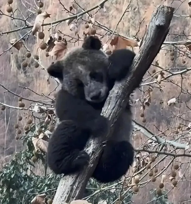 四川大熊貓全身黑透暴紅遭疑基因突變　官方闢謠：雪後打滾所致