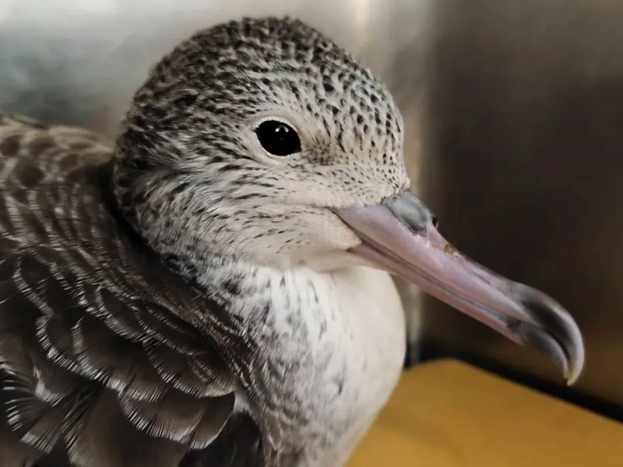 萬里候車亭驚見「大水薙鳥」裝萌不怕生　新北動保處急救援