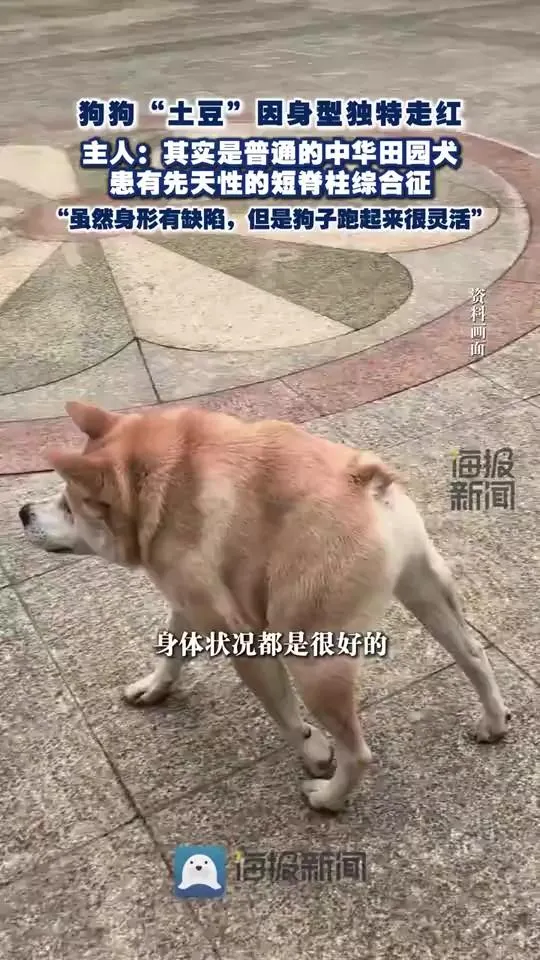影/狗狗「腰斬」身形網路走紅！陸飼主：有點畸形但靈活懂「漂移」