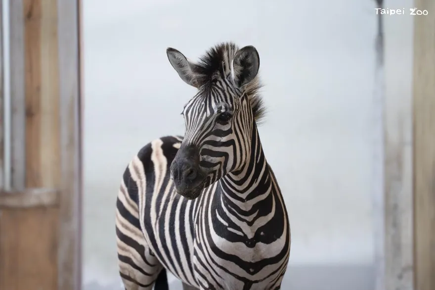 馬年搬馬！頑皮世界「查普曼斑馬」北上　平安抵達台北動物園