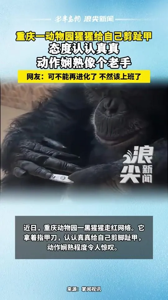 影/工讀生快出來！重慶黑猩猩剪指甲超熟練　網友：下一步打卡上班