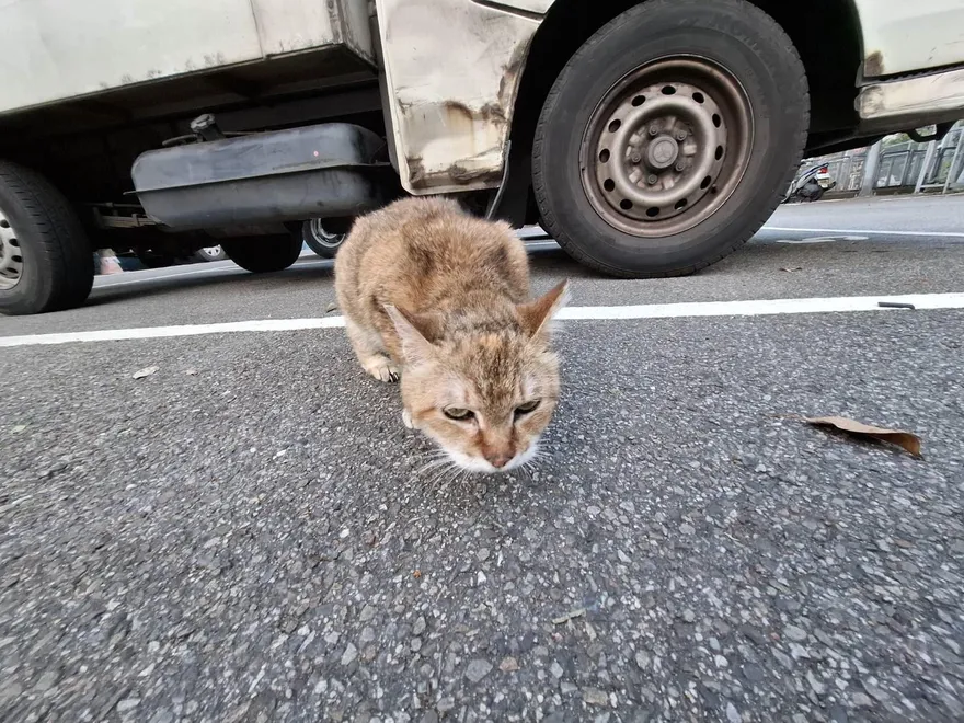 10歲全盲浪貓呆坐車道　「花奶奶」重獲新生盼有緣人