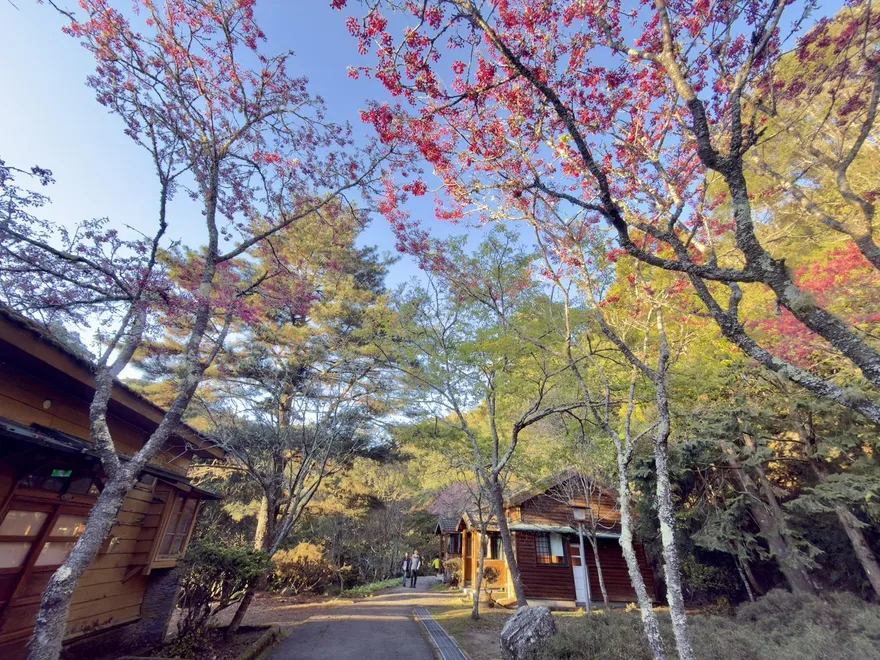 大雪山春季限定！　霧社櫻、山櫻花粉白「三月雪」綴山林