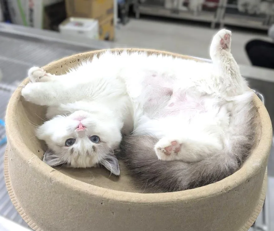 263人搶當貓奴！竹縣8隻布偶貓開放認養　「新主子」全落定