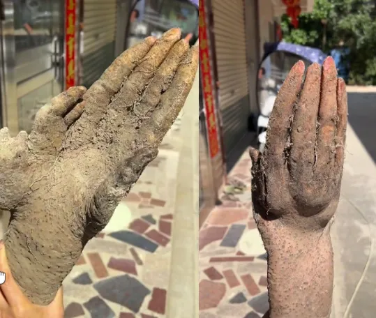 影/陸老人菜園挖出「異形山藥手」　網出價3.7萬遭拒