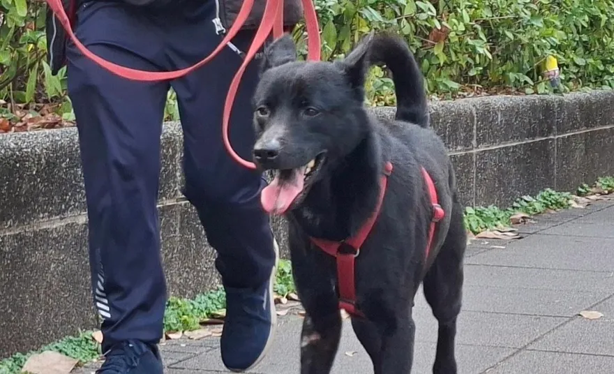 5隻萌犬下山囉！3/21內湖IKEA認養會　還有入新厝6大好禮