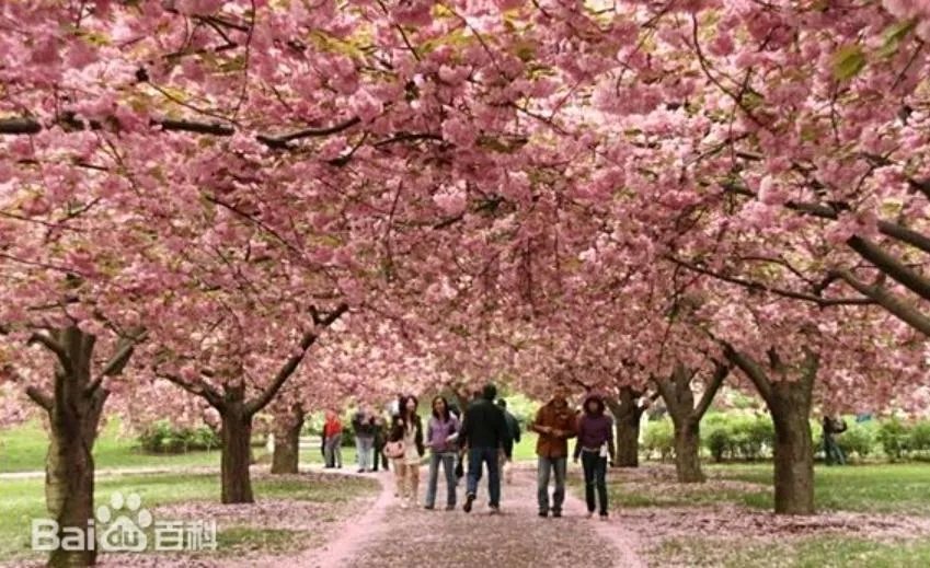 櫻花盛開情誼已變！陸無錫櫻花植樹活動　日團體破天荒被除外