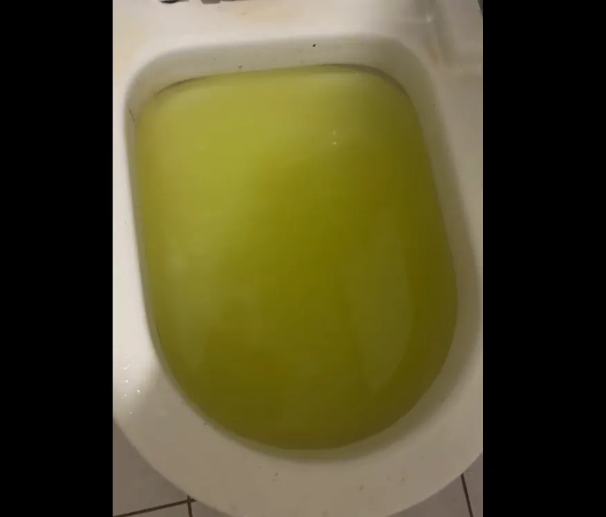 貓砂沖馬桶全堵住！他見「綠色泥漿」滿出來崩潰　網曝唯一解：用手挖