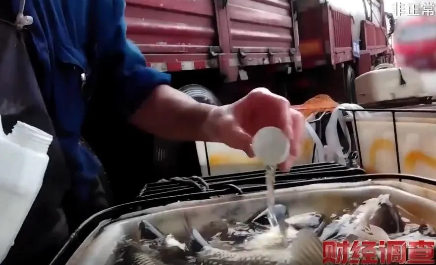 陸驚現恐怖「麻醉魚」！倒神秘藥劑「魚翻肚不動」維持賣相　恐傷人體