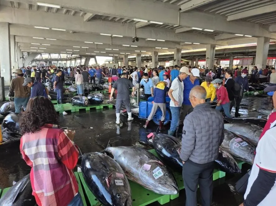 屏東第一鮪新制！起鉤須錄影加去鰓　未遵循恐丟資格