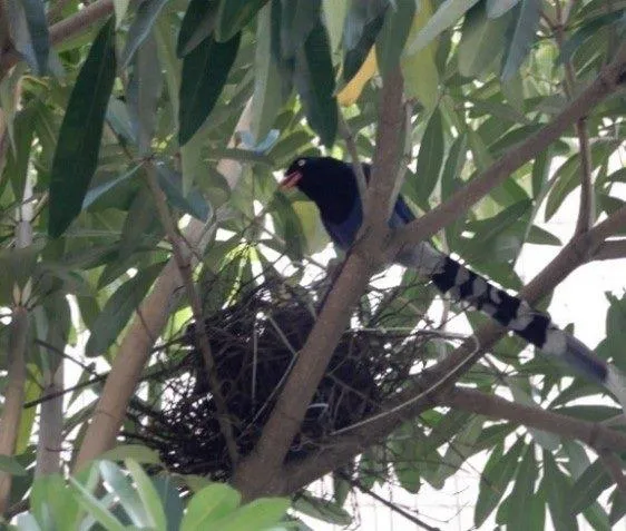 台灣藍鵲進入繁殖期　北市動保處：靠近鳥巢恐遭「巴頭」