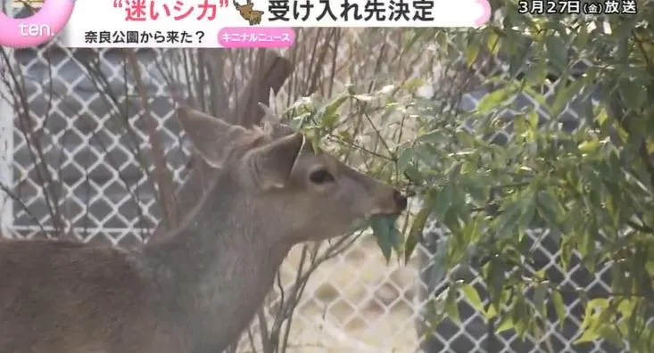 大阪「迷鹿」找到新家！喜獲新名入住溫泉區享福