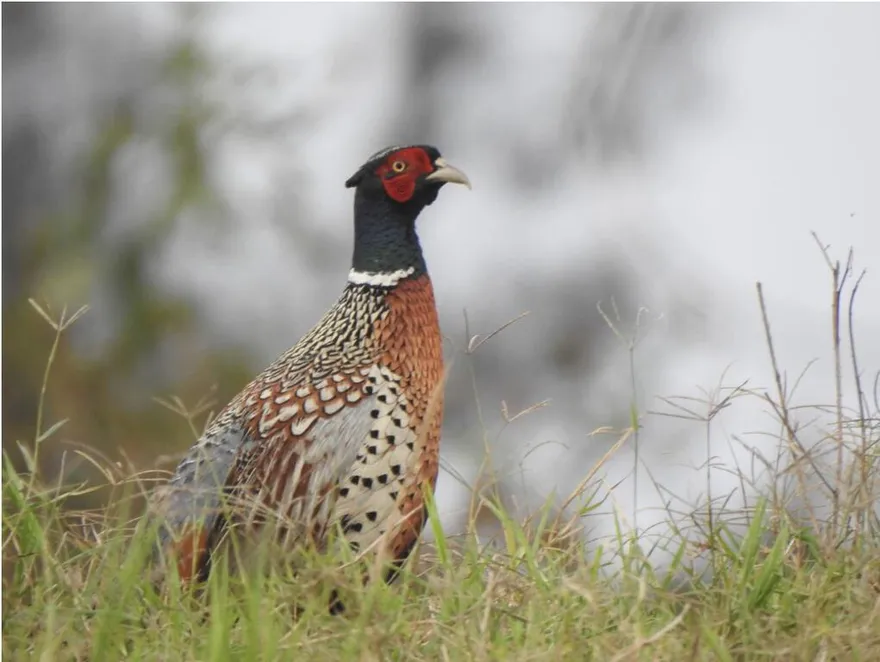 火災缺水雙重夾擊！　台東知本濕地環頸雉驟減