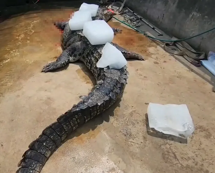 影/嘉義鱷魚養殖業者「冰封鱷魚」北上陳情　不滿法規限縮