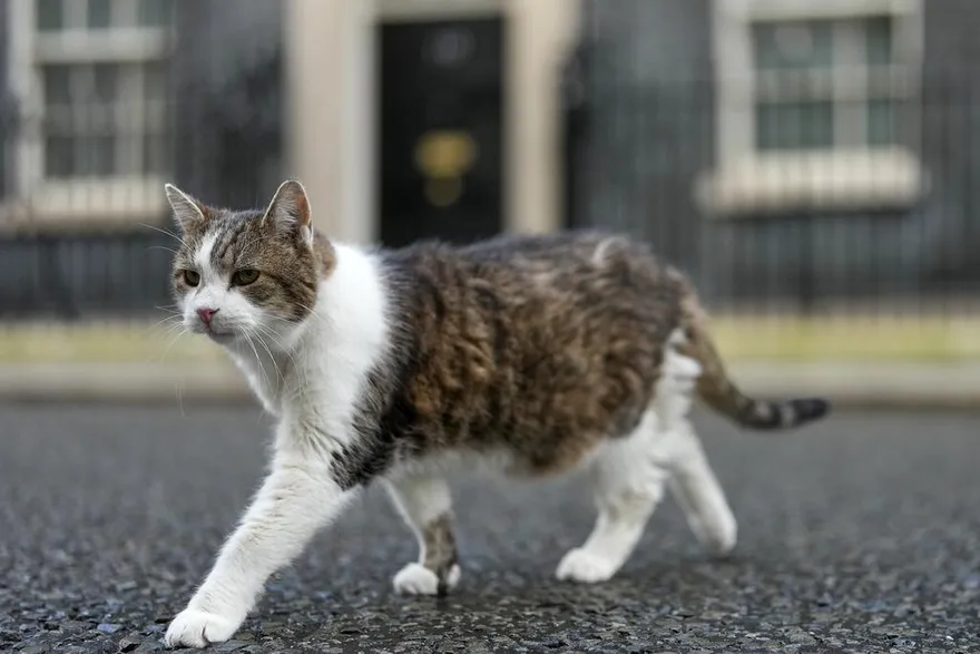 影/英國第一貓賴瑞捕鼠英姿曝　網友開酸：終於有人在做事