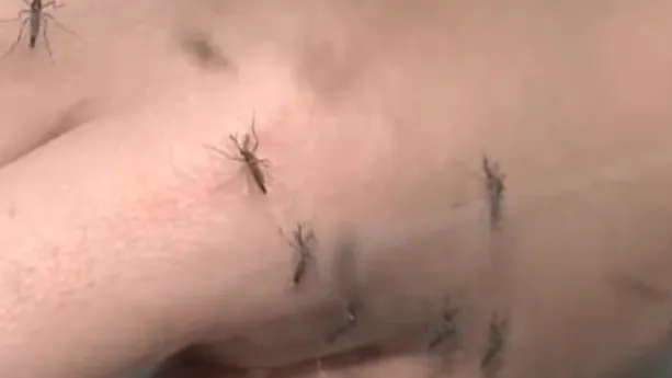 內行人無藏私分享「滅蚊神技」　手沾濕擊中率飆升100%