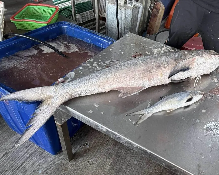 彰化線西漁民捕獲20台斤野生午仔魚　老饕4萬元搶購