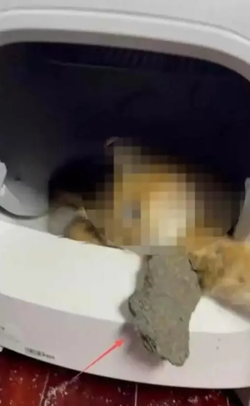 貓咪遭自動貓砂盆夾死？陸飼主控「困逾12小時」業者售後不理