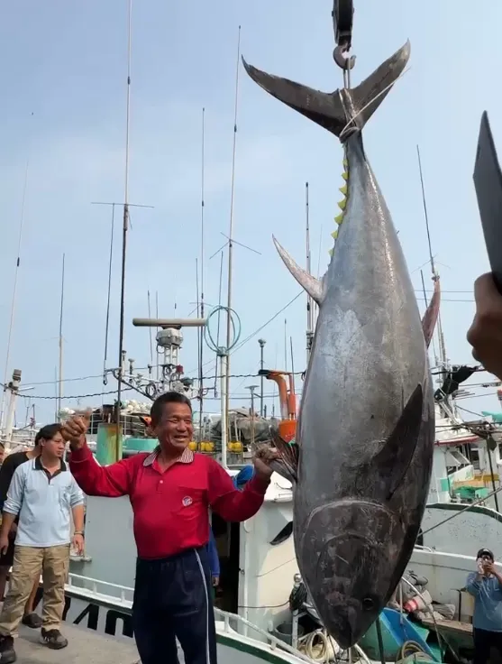 影/今年屏東第一鮪出爐！67歲船長嗨到睡不著　4/8正式拍賣